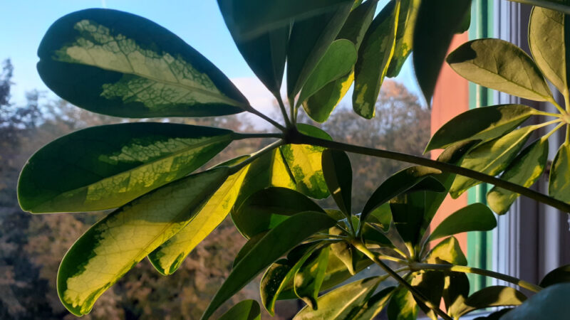 green and yellow undersides of a large lobed houseplant, underlit by warm autumnal sunlight