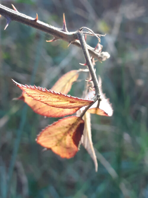 rosy red and gold bramble leaves backlit by the sun