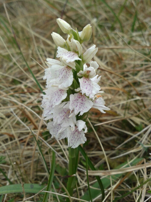 white heath-spotted orchid in dry pale grass