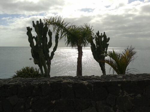 palm trees silhouetted against a sun-shone sea