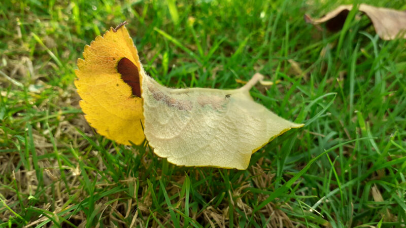 yellow leaf upside down on green green grass, with a tiny fly perched on its hairy back