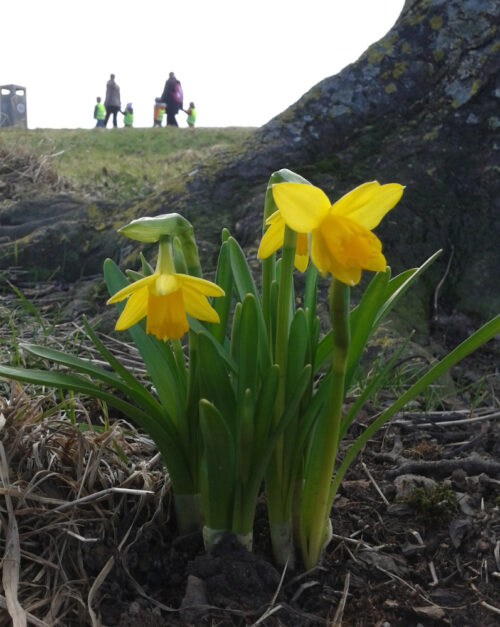 small clutch of daffodils with yellow-vested children in distance behind
