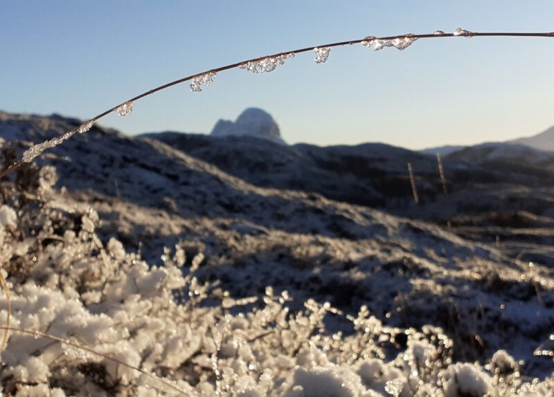 an icy stalk of grass arching over snowy foreground with Suilven standing on the horizon