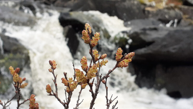 small cones of budding leaves on slim twigs with white tumbling water behind
