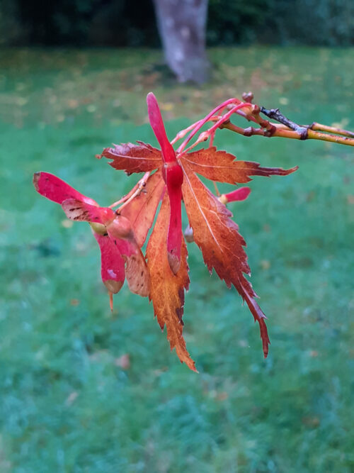 red japanese maple keys with orange leaf hanging before winter green grass
