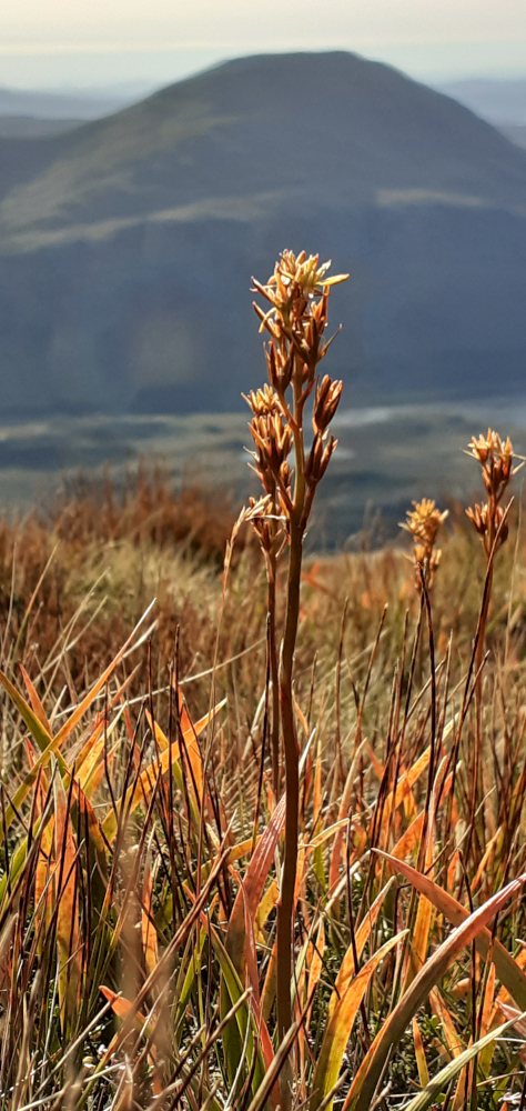 one bog asphodel standing in orange autumn grasses with Ben Stack in the background