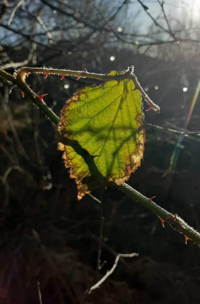 low winter sunlight shining through a red-edged still-green bramble leaf tangled in a tree, casting the shadows of twigs upon it
