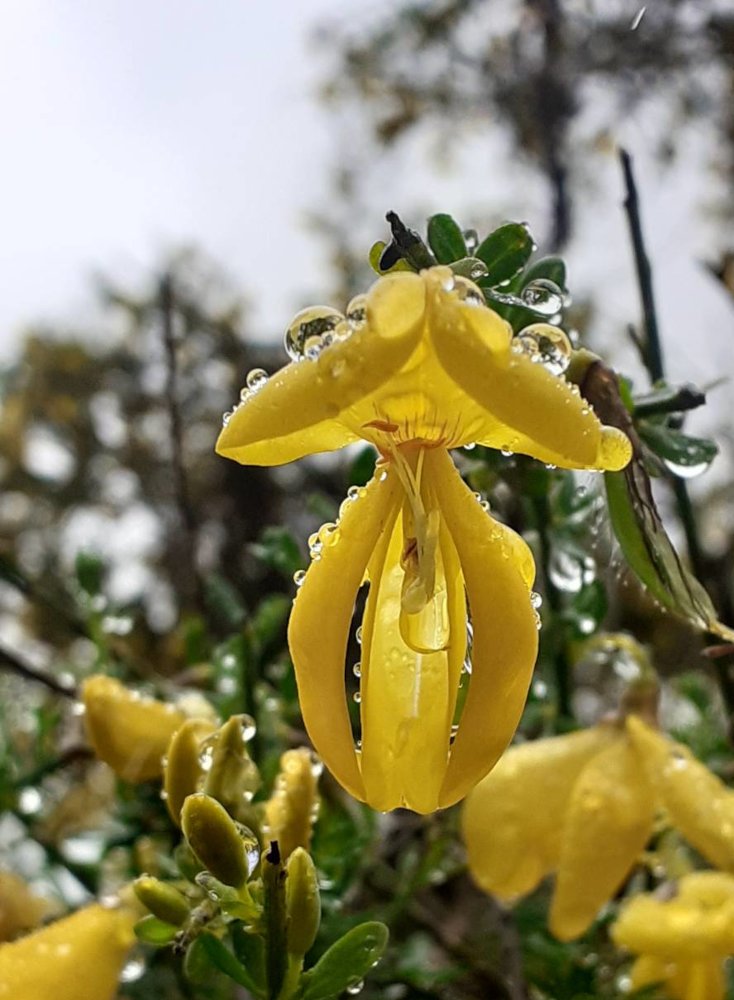 globules of water poised on yellow petals of a bloom of broom