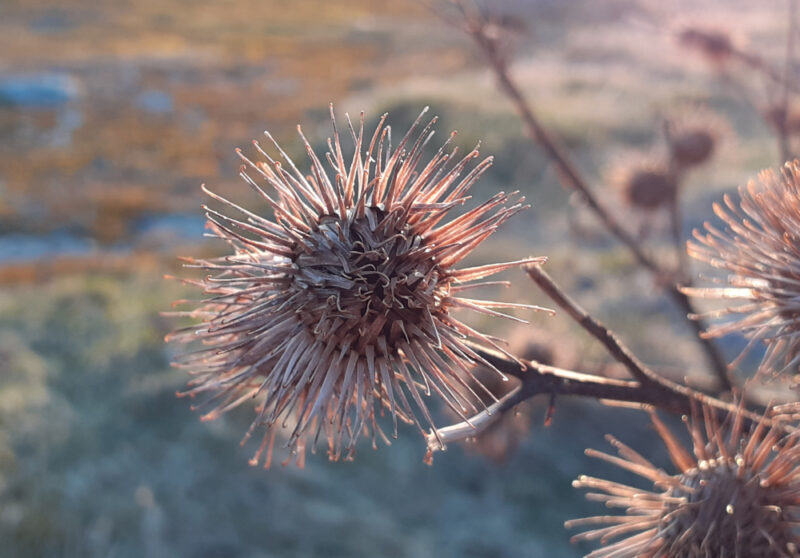 spiky brown shell of burdock tinted peach by the evening sun