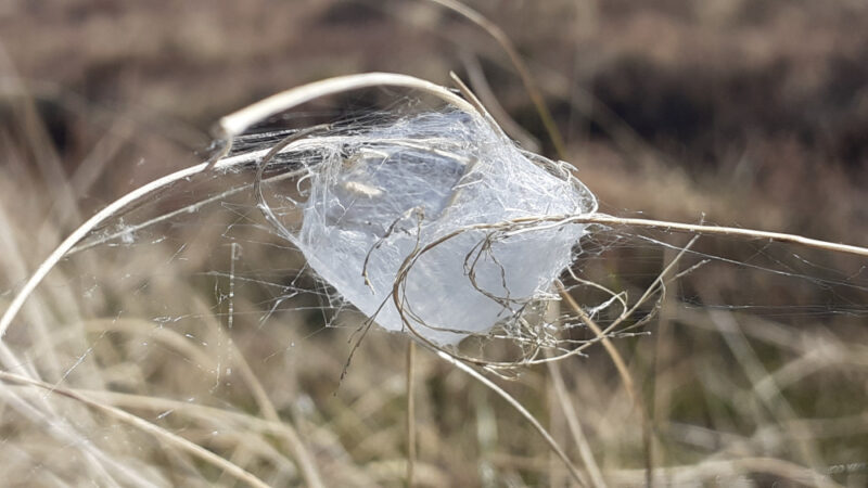 a finely spun translucent white ball strung between yellowed stalks of grass