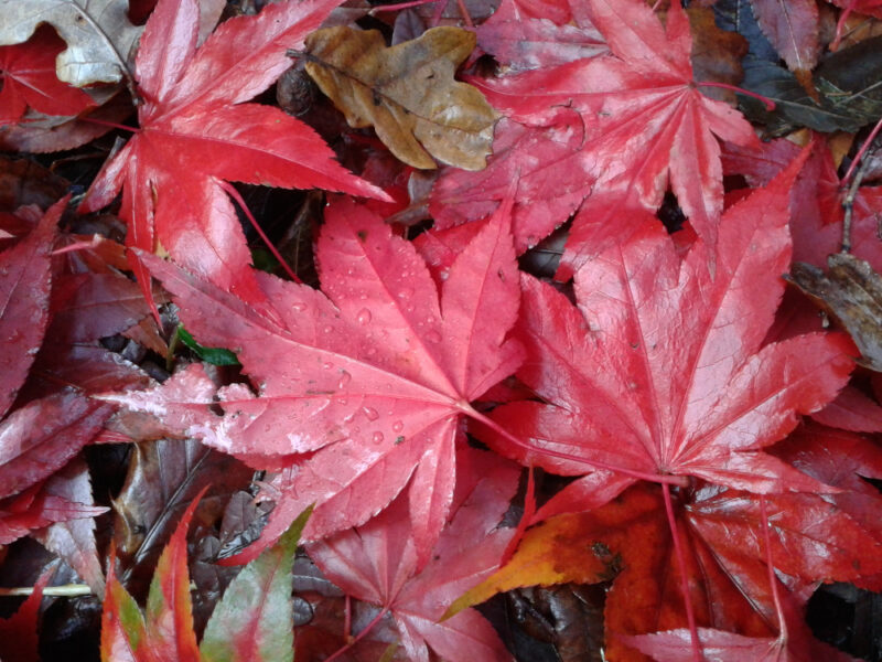 crimson Japanese maple leaves