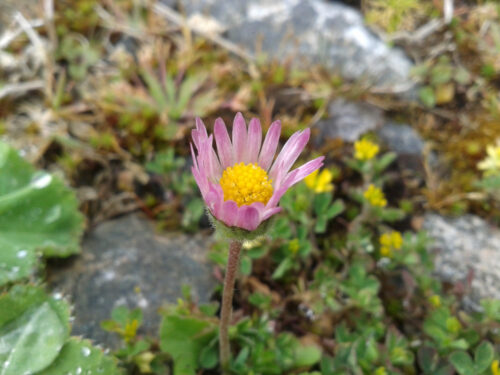 pink tipped daisy starting to open