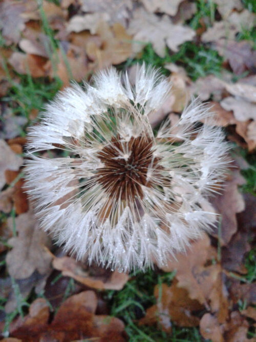 dandelion clock from above with dried brown oak leaves lying beneath
