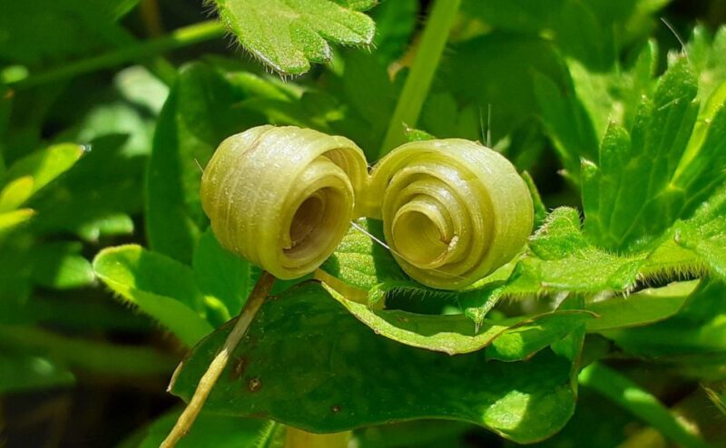 tightly coiled rolls of a split dandelion stem within bright green clusters of creeping buttercup leaves