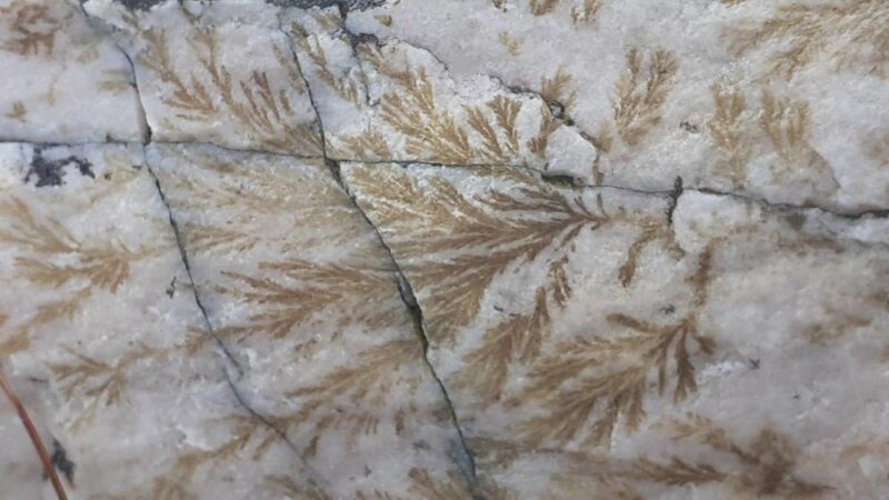 mossy green fern-like fronds imprinted on clean, white quartzite