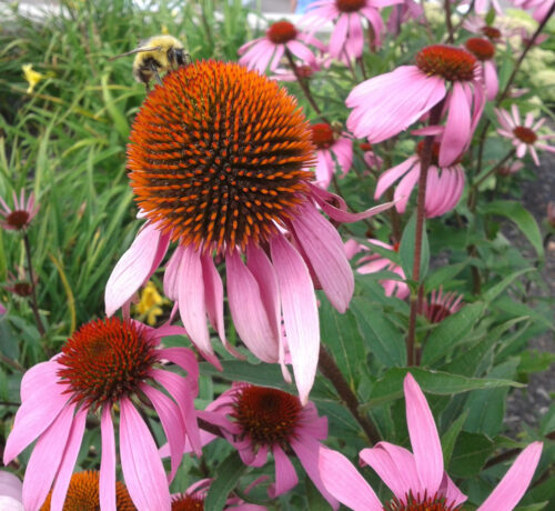 echinacea head with a bumblebee on it