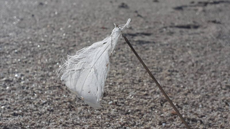 small white feather mysteriously attached to the end of a spear of grass sticking out of pale shell sand