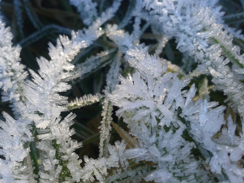 thick white needles of frost on grass blades, their tips caught by the sun