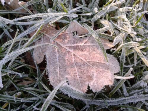 frosted oak leaf held in shadows of frosted blades of grass all gently illuminated by pale low sunshine