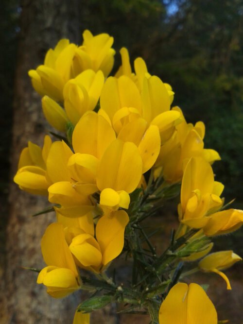 very yellow gorse flowers in close-up
