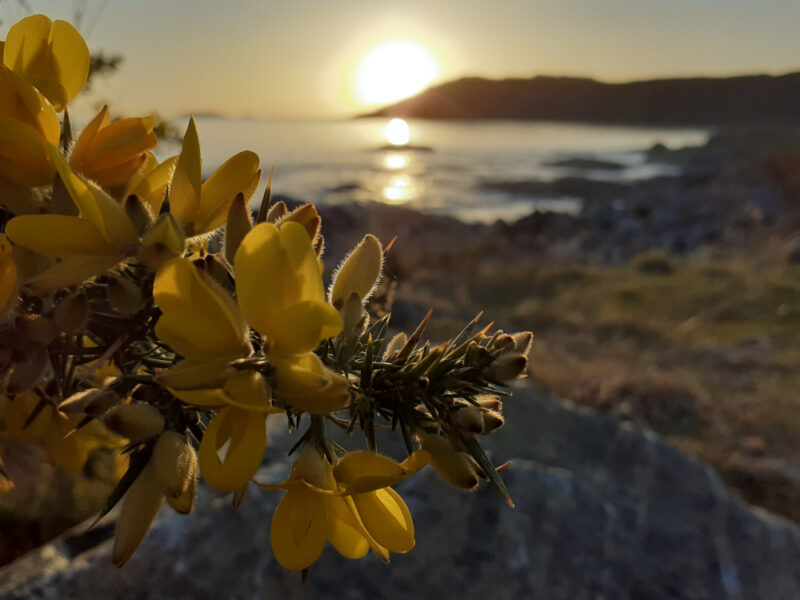 thick yellow gorse flowers glowing in the setting sun