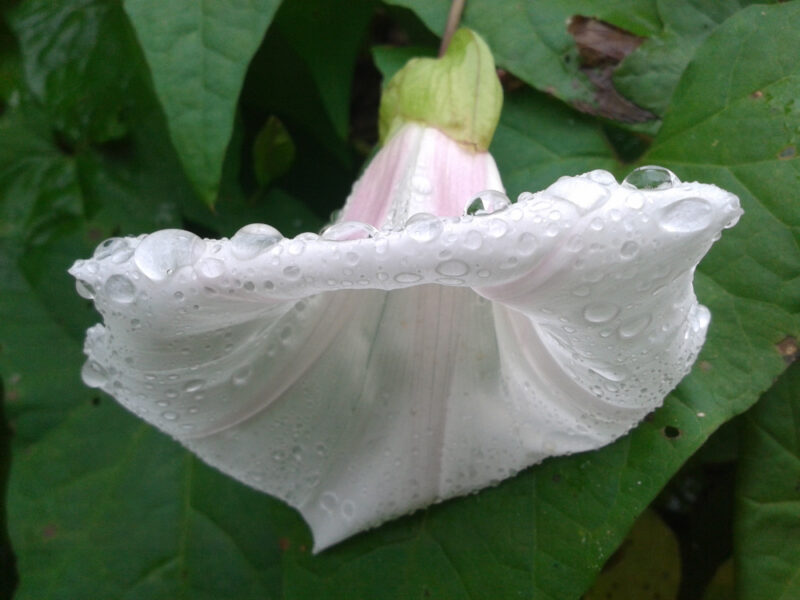 white trumpet of hedge bindweed with rain droplets balanced on its upturned lip