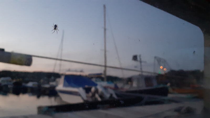 two spiders suspended outside portlite window silhouetted against boats and a pale evening summer sky