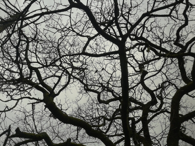 tree with jackdaws in silhouette against grey clouds