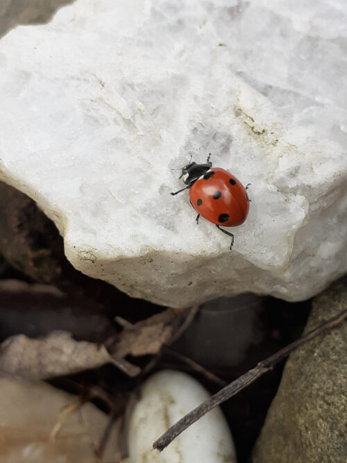 ladybird on a piece of white quartz