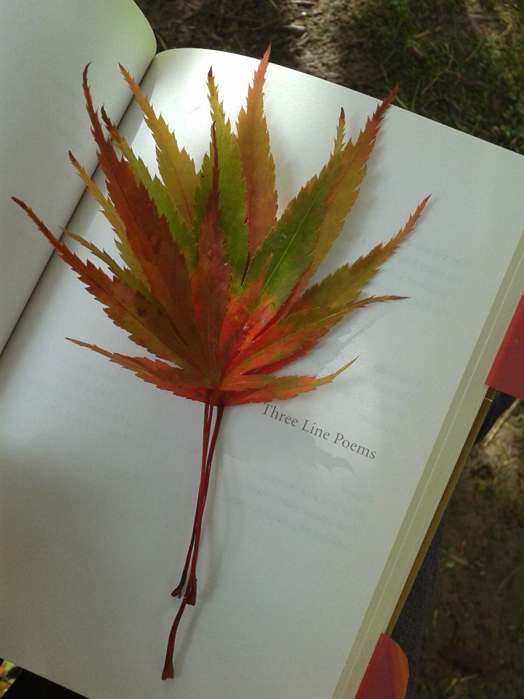 Japanese maples leaves in poetry book