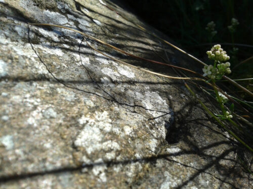 small wild flower buds casting long shadows on a lichened grey stone
