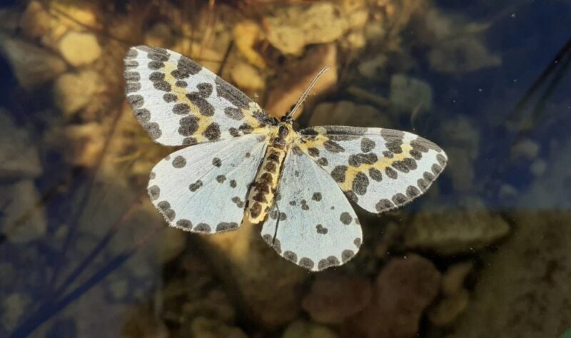 magpie moth, with white and gentle orange wings spotted with black, floating on a sunlit quartzite puddle