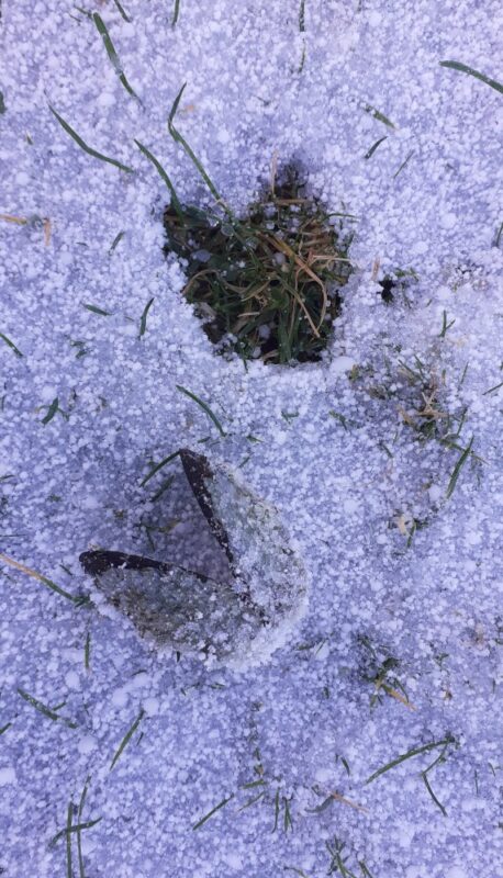 open mussel shell in snow with an identically shaped print of green grass beside it