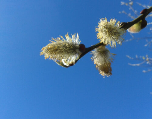 budding catkins on the end of a pussy willow branch against a strong blue sky