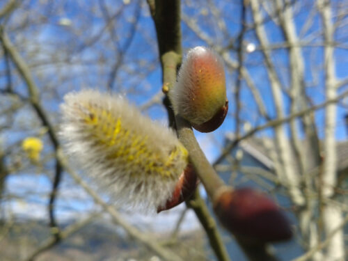 fluffy pussy willow catkins, one opening with yellow seeds, the other closed with tight rosy fur