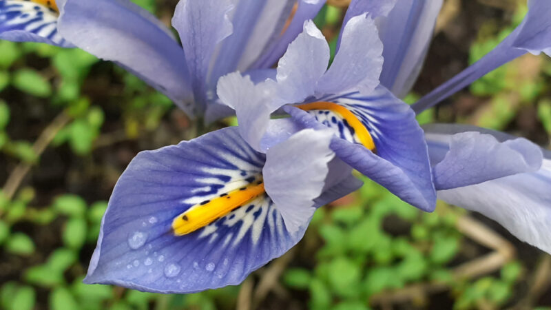 lily-like purple crocus petals with yellow tongues