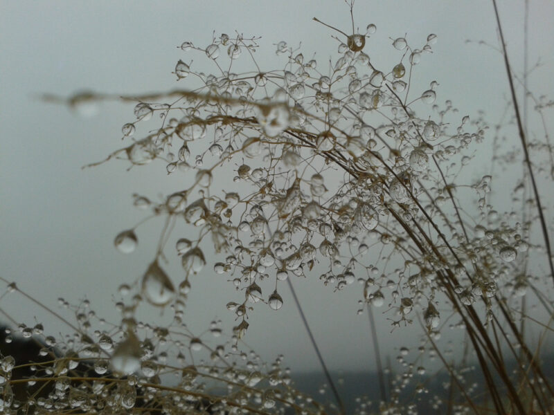 bouquet of rain droplets on tall grass