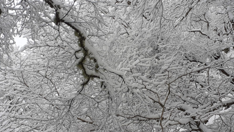 an interlacing of thickly-snow-covered branches