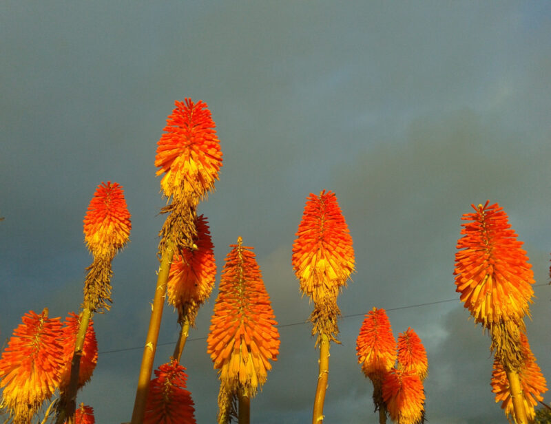 deep orange and yellow flowerheads aflame in low evening sun against a cloudy grey sky