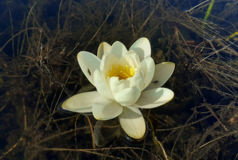 creamy-white water lily with egg-yellow centre floating on dark shallow lochan