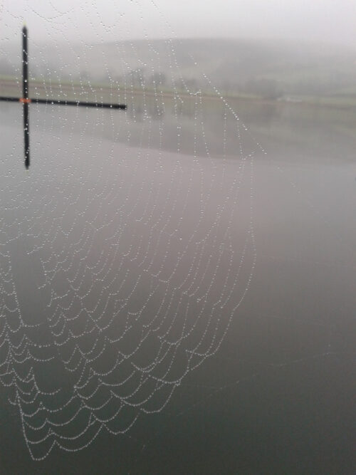 spider's web covered in dewdrops against misty still water