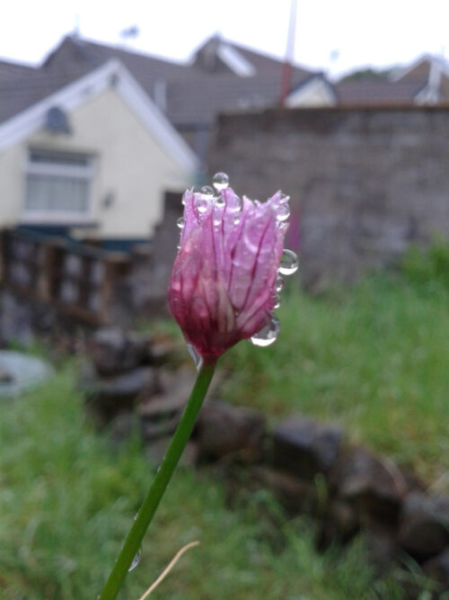opening chive flower holding beads of rain