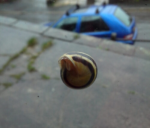 snail on window
