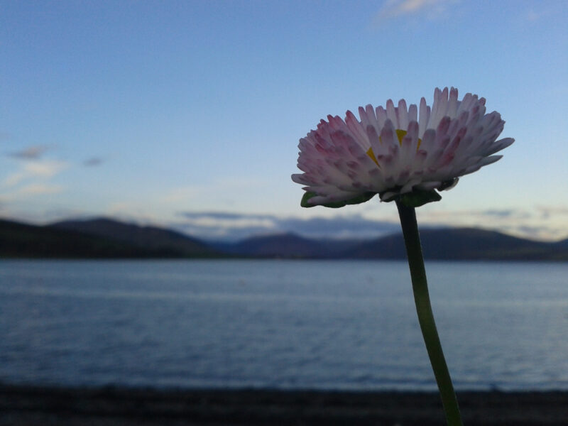 pink-tinged daisy flower seen from the side in front of blue sky, blue water and low dark hills in twilight