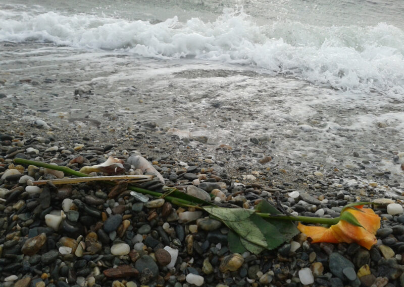 rosy-tinged yellow rose on wet pebbles with white surf receding behind